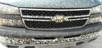 Как уберечь автомобиль от насекомых на шоссе?